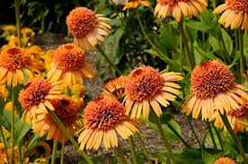 Echinacea 'Supreme Cantaloupe' Flower Seeds | Orange Coneflower Seeds for Planting