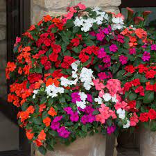 IMPATIENS Flower Seeds For Planting - MIXED Variety for Vibrant and Lush Gardens - Perfect for Colorful Flower Beds, Borders, and Containers - Easy-to-Grow Annuals for Continuous Blooms All Season Long
