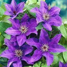 50 dunkelviolette Clematis-Samen | Blühende, kletternde, mehrjährige Blumen | Blumenranke | Mehrjährige Kletterpflanze