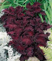 Black Dragon Lulu Certified Coleus Seeds - 40 Fresh Seeds for Vibrant Garden Color | Non-GMO