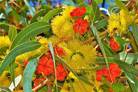 Illyarrie Red Cap Gum Wildflower Seeds for Gardening Enthusiasts - Premium Quality Seeds