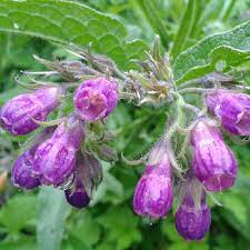 Symphytum Officinale Comfrey Seeds for Planting - 100 pcs - Flower seeds