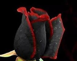 Black Rose with Red Edge Flower Seeds for Planting - 100 pcs - Flower seeds