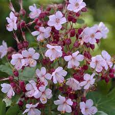 Geranium Macrorrhizum Samen - Lebendige Staude für Ihren Garten | Blüten und Blätter in Premiumqualität | Perfekt für Rabatten und als Bodendecker