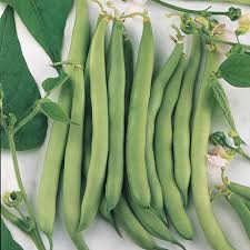 "White Half Runner Green Bean Seeds, Planting - 100 pcs" - Vegetable Seeds