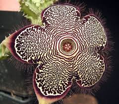 Edithcolea Grandis Seeds – Persian Carpet Flower for Unique Planting - Flower Seeds