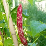 French Bean Borlotto Lingua di Fuoco Seeds for Planting - Perfect for Home Gardening, Vibrant Harvests, and Gourmet Cooking