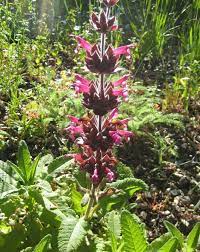 10 Stück Salvia Spathacea Samen | Kolibri-Salbei | Mehrjährig und pflegeleicht | Duftend, hirsch- und dürreresistent | Zieht Bestäuber an | Perfekt für Beete, Rabatten und Gärten im Freien