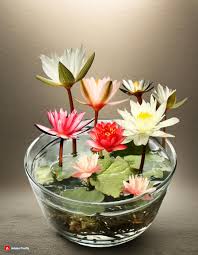 "Bonsai Bowl Lotus Seeds, Planting - 100 pcs" - Flower seeds