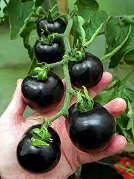 Tomato Peruvianum Seeds for Exceptional Gardening - Buy High-Quality Seeds for Your Garden Today