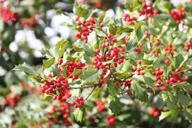 Carolina Holly (Ilex ambigua) – Native Deciduous Holly with Bright Red Berries