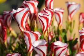 Candy Cane Sorrel Flower Seeds (Oxalis Versicolor) for Planting - 100 pcs - Flower seeds