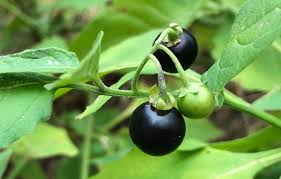 "Solanum Nigrum Berry Fruit Seeds, Planting - 100 pcs" - Fruit Seeds