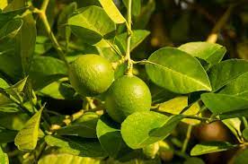 Lime Tree Seeds (Citrus aurantifolia) Packet of 5 Seeds | Grow Your Own Fresh Limes | Tropical Fruit Tree for Home Garden