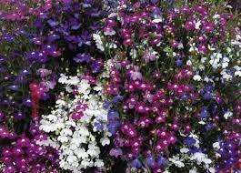 Mixed Lobelia Regatta Flower Seeds for Planting - Great for Hanging Displays - Flower Seeds