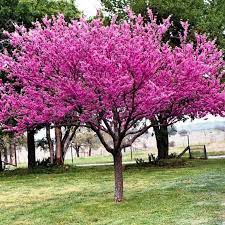 Eastern Redbud Tree Seeds (Cercis canadensis) – 20+