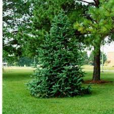 "China Fir Cunninghamia Lanceolata Seeds for Planting - 100 pcs" - Plant Seeds