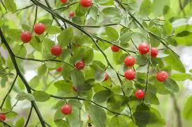 Planting Red Huckleberry Seeds - 100 pcs - Fruit Seeds