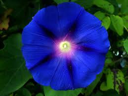 "Giant Moonflower Blue Flower Seeds, Planting, 100 pcs" - Flower seeds