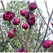 Magnolia Yulan Tulip Tree Flower Seeds for Planting - 100 pcs - Flower seeds