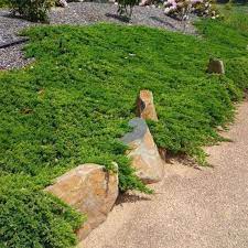 Spreading Evergreen for Erosion Control & Landscaping