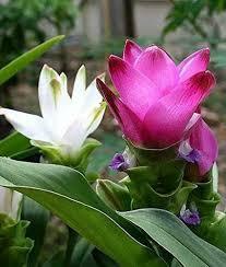 Curcuma Thailand Pink Seeds for Planting - 100 pcs - Flower seeds