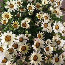 "Gazania Daybreak Series White Flower Seeds, Planting - 100 pcs" - Flower seeds