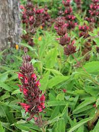 10 Stück Salvia Spathacea Samen | Kolibri-Salbei | Mehrjährig und pflegeleicht | Duftend, hirsch- und dürreresistent | Zieht Bestäuber an | Perfekt für Beete, Rabatten und Gärten im Freien