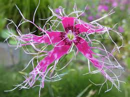 Dianthus Dancing Geisha Flower Seeds For Planting, Add Graceful Beauty to Your Garden