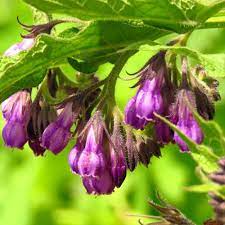 Symphytum Officinale Comfrey Seeds for Planting - 100 pcs - Flower seeds