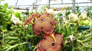 Edithcolea Grandis Seeds – Persian Carpet Flower for Unique Planting - Flower Seeds