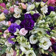 Graines de fleurs de Lisianthus, graines de fleurs blanches et violettes, mélange de graines de fleurs