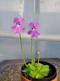 "Mexican Butterwort Seeds, Planting - 100 pcs" - Flower seeds