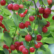 Planting Red Huckleberry Seeds - 100 pcs - Fruit Seeds