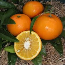 Seville Orange Seeds for Planting – Grow Tart & Flavorful Oranges Perfect for Marmalade