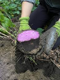 Premium Dioscorea Alata Seeds For Planting - Grow Exquisite Purple Yam in Your Garden