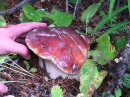 "Porcini Mushroom King Seeds, Planting, 100 pcs" - Vegetable Seeds