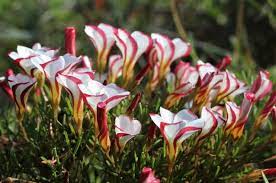 Candy Cane Sorrel Flower Seeds (Oxalis Versicolor) for Planting - 100 pcs - Flower seeds