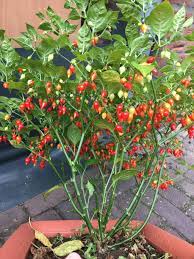 Graines de piment Sweety Drops à planter - 100 pcs