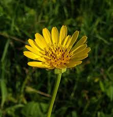 Tragopogon Pratensis Seeds for Gardening Enthusiasts | Wildflower Seed Packet for Beautiful Gardens