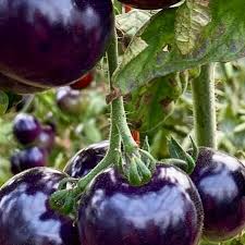 Tomato Peruvianum Seeds for Exceptional Gardening - Buy High-Quality Seeds for Your Garden Today