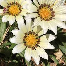 "Gazania Daybreak Series White Flower Seeds, Planting - 100 pcs" - Flower seeds