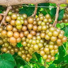 Heirloom Non-GMO Giant Scuppernong Golden Muscadine Seeds (15 Pieces)