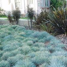 Blue Fescue Ornamental Grass Seeds - Festuca Perennial, Drought Tolerant, Sun or Shade - 50+ Pieces