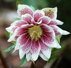 Helleborus Orientalis Plantworld Doubles Seeds | Exquisite Gardening Delight for Your Home Garden