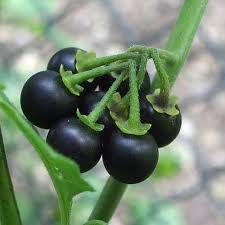 "Solanum Nigrum Berry Fruit Seeds, Planting - 100 pcs" - Fruit Seeds