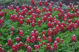 Maroon Red Texas Bluebonnet Seeds - Planting - 100 pcs - Flower seeds