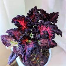 Black Dragon Lulu Certified Coleus Seeds - 40 Fresh Seeds for Vibrant Garden Color | Non-GMO