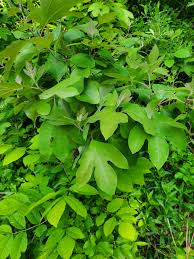 "Fragrant Sassafras Seeds, Planting - 100 pcs" - Plant Seeds