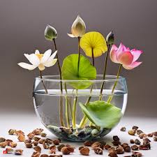 "Bonsai Bowl Lotus Seeds, Planting - 100 pcs" - Flower seeds